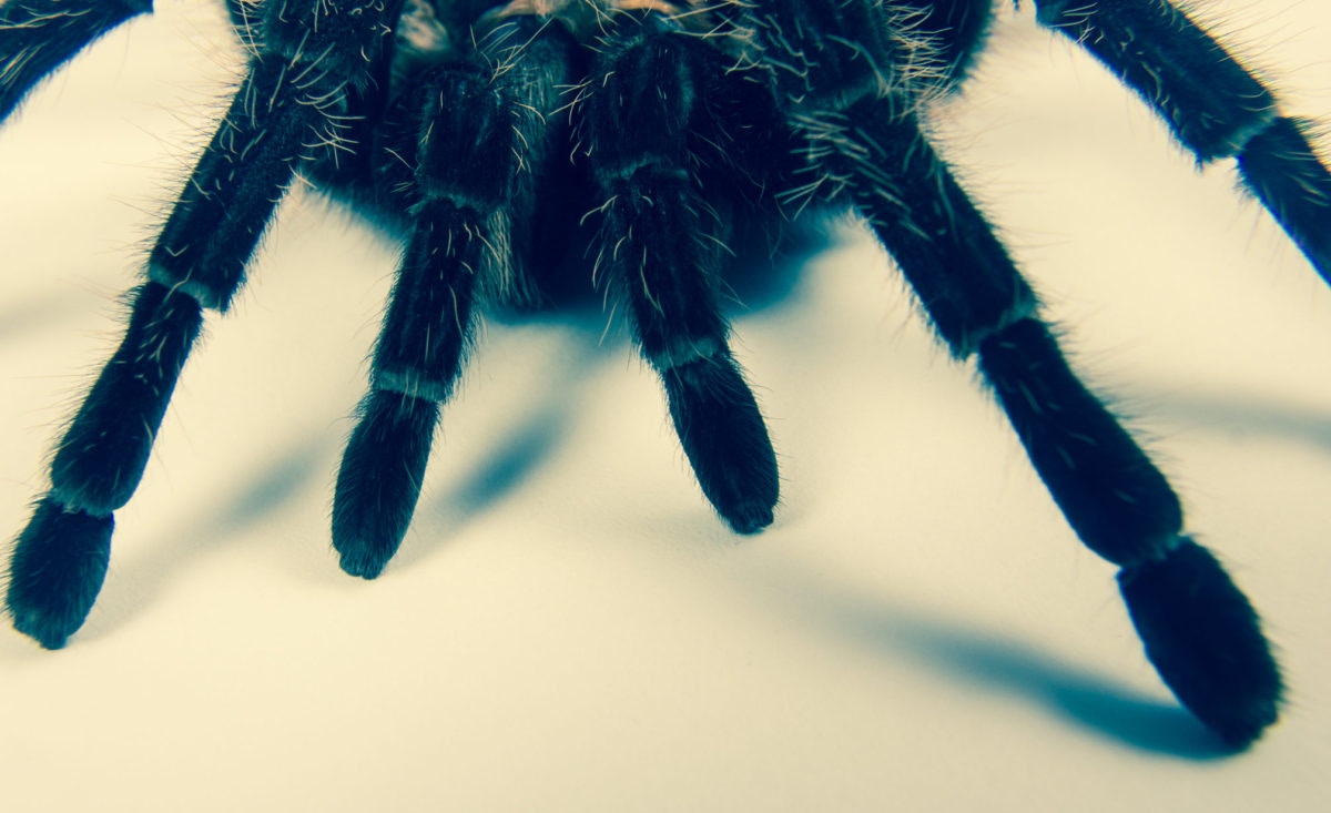 black spider with hairy legs