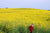 girl on yellow flower background listening to music