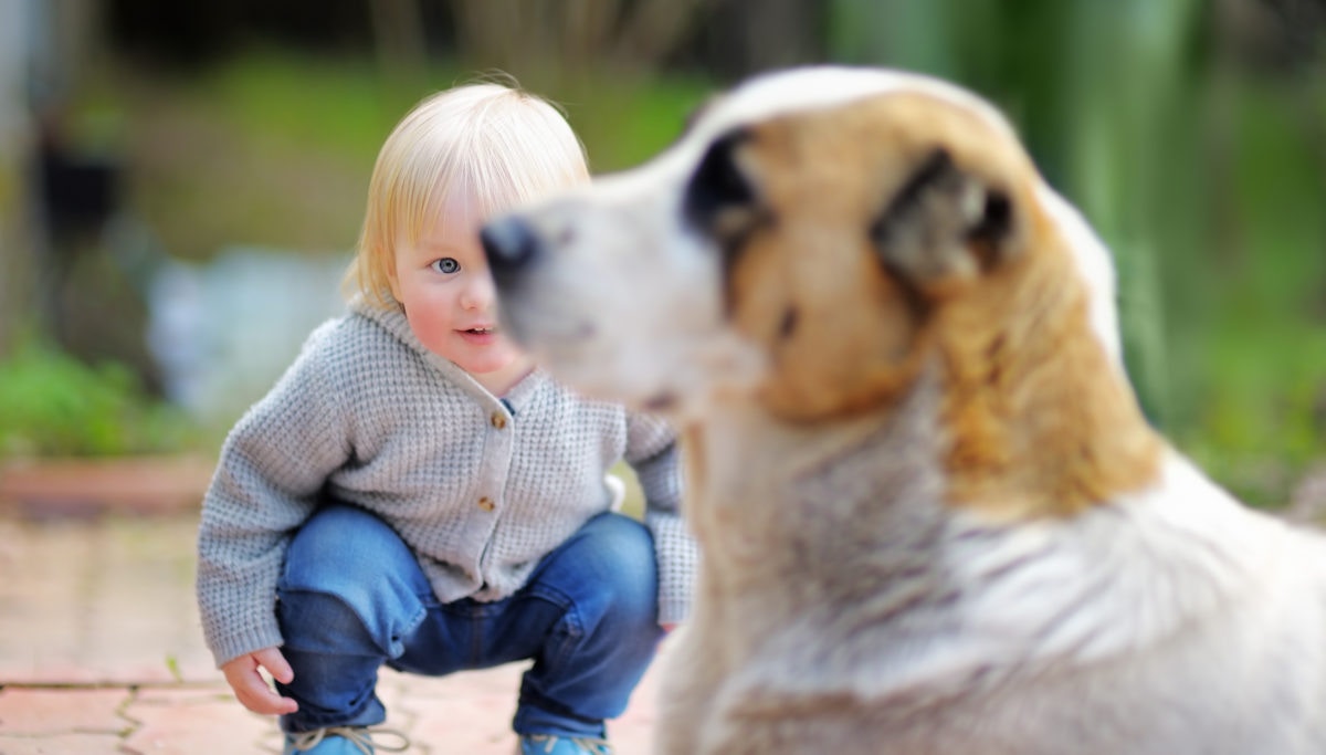 baby looking at a dog