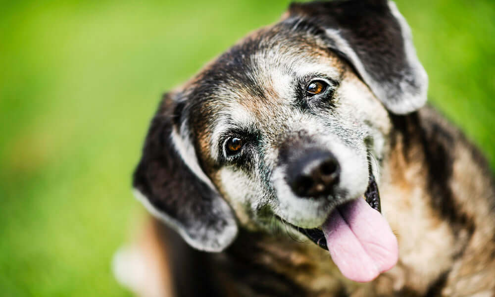 family dog