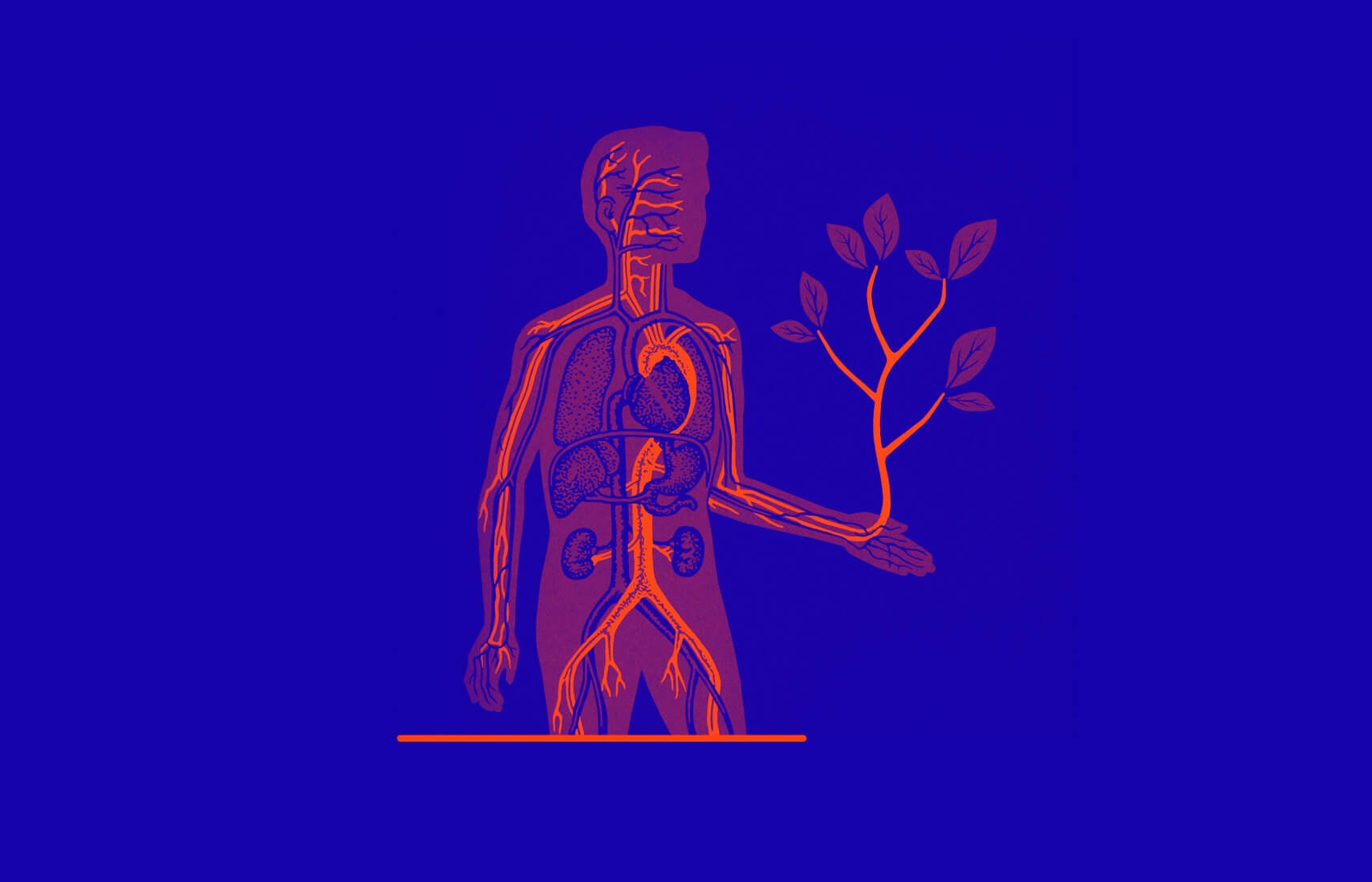 human body anatomy