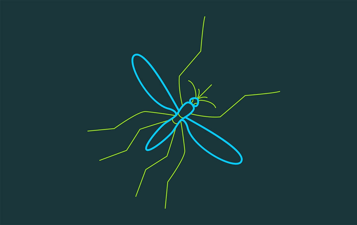 Image of a mosquito
