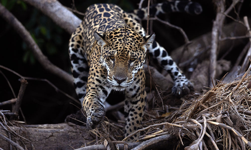 jaguar