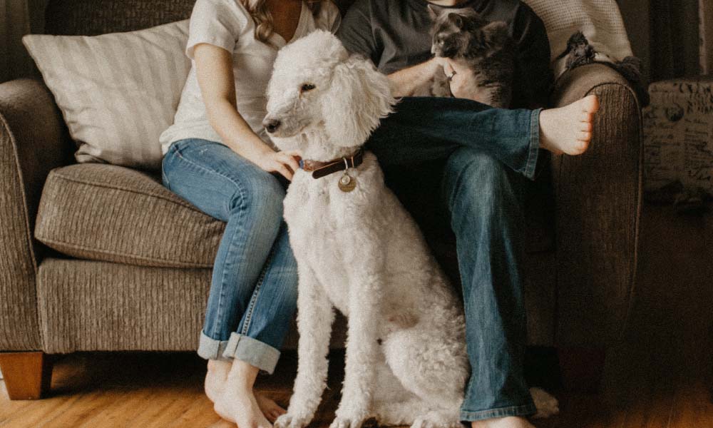 couple sitting on a couch with a poodle