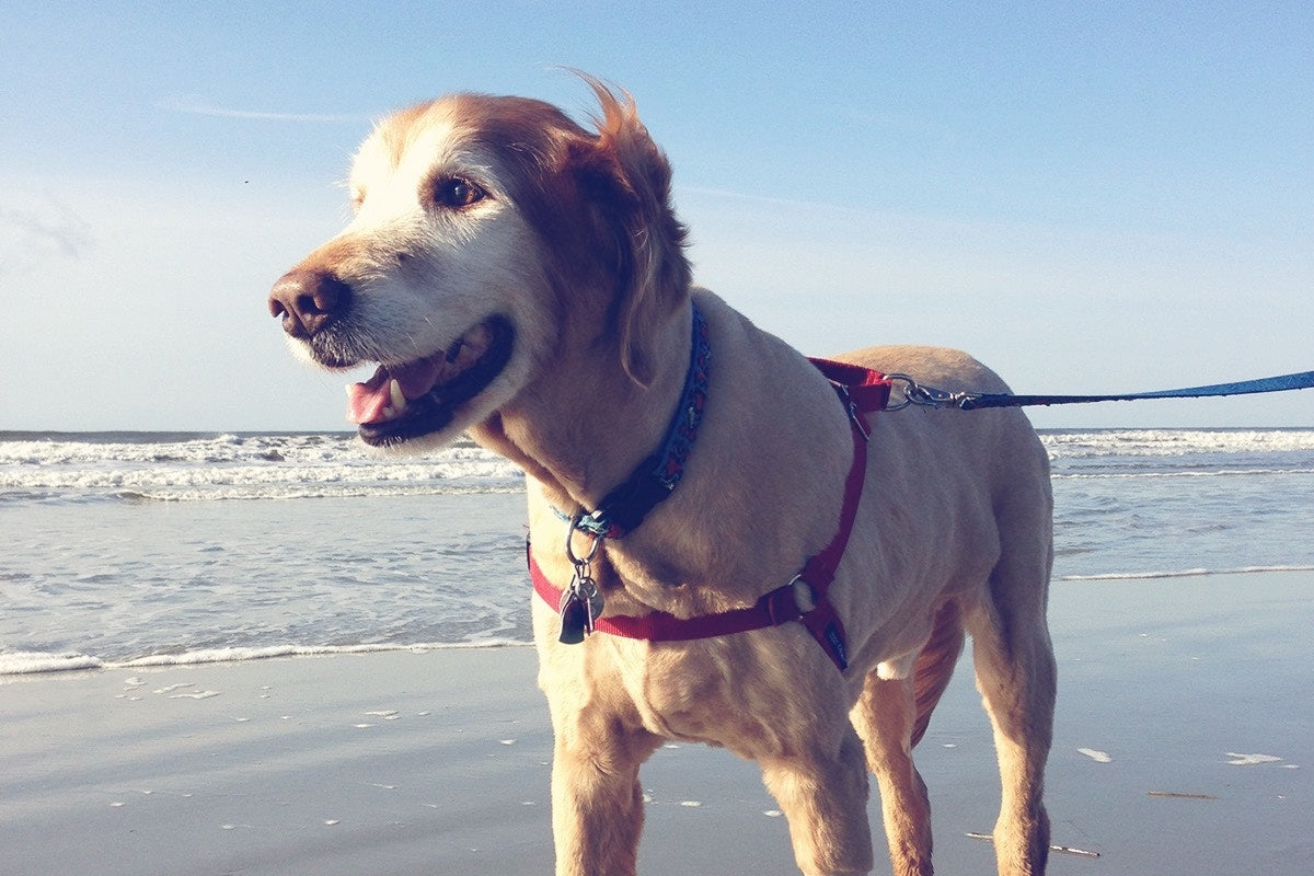 dog on a beach with a leash