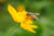 bee pollinating a yellow flower