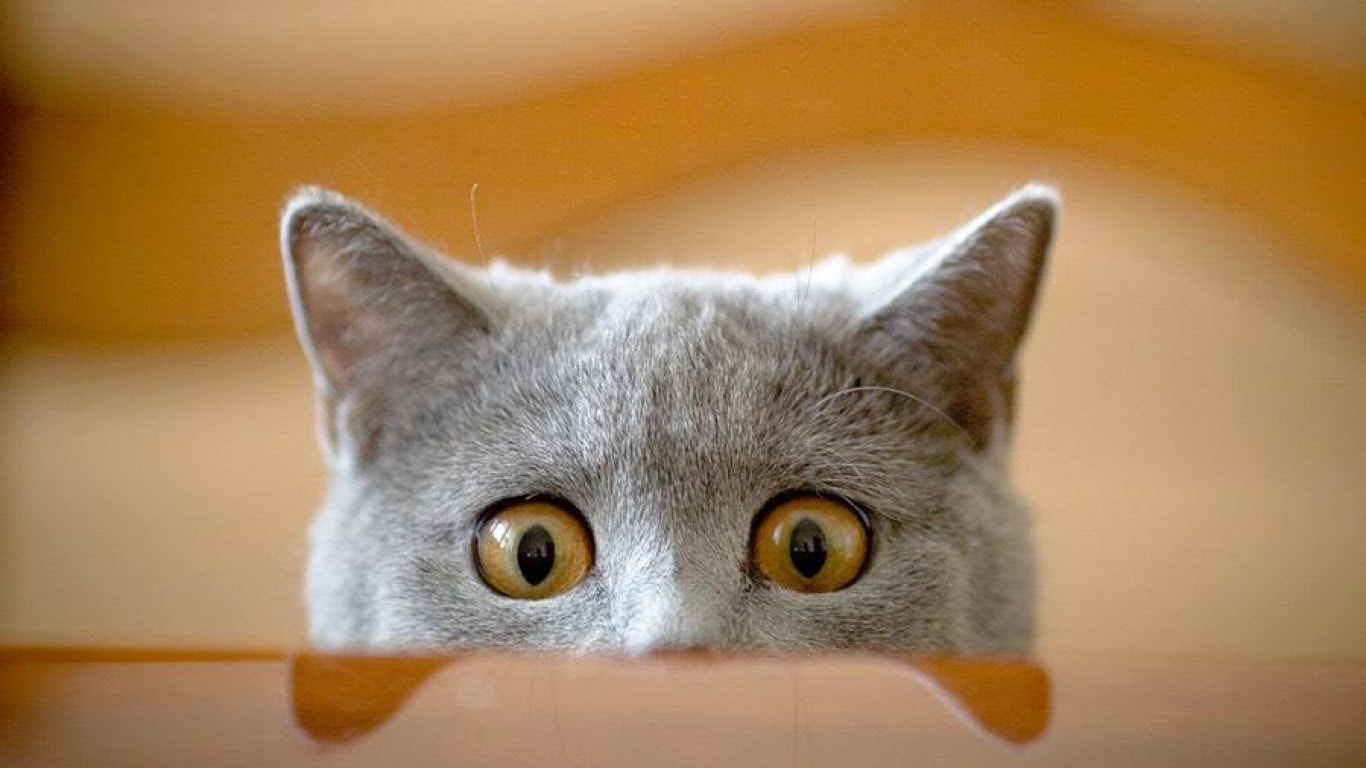 cat peeking over the edge of a table