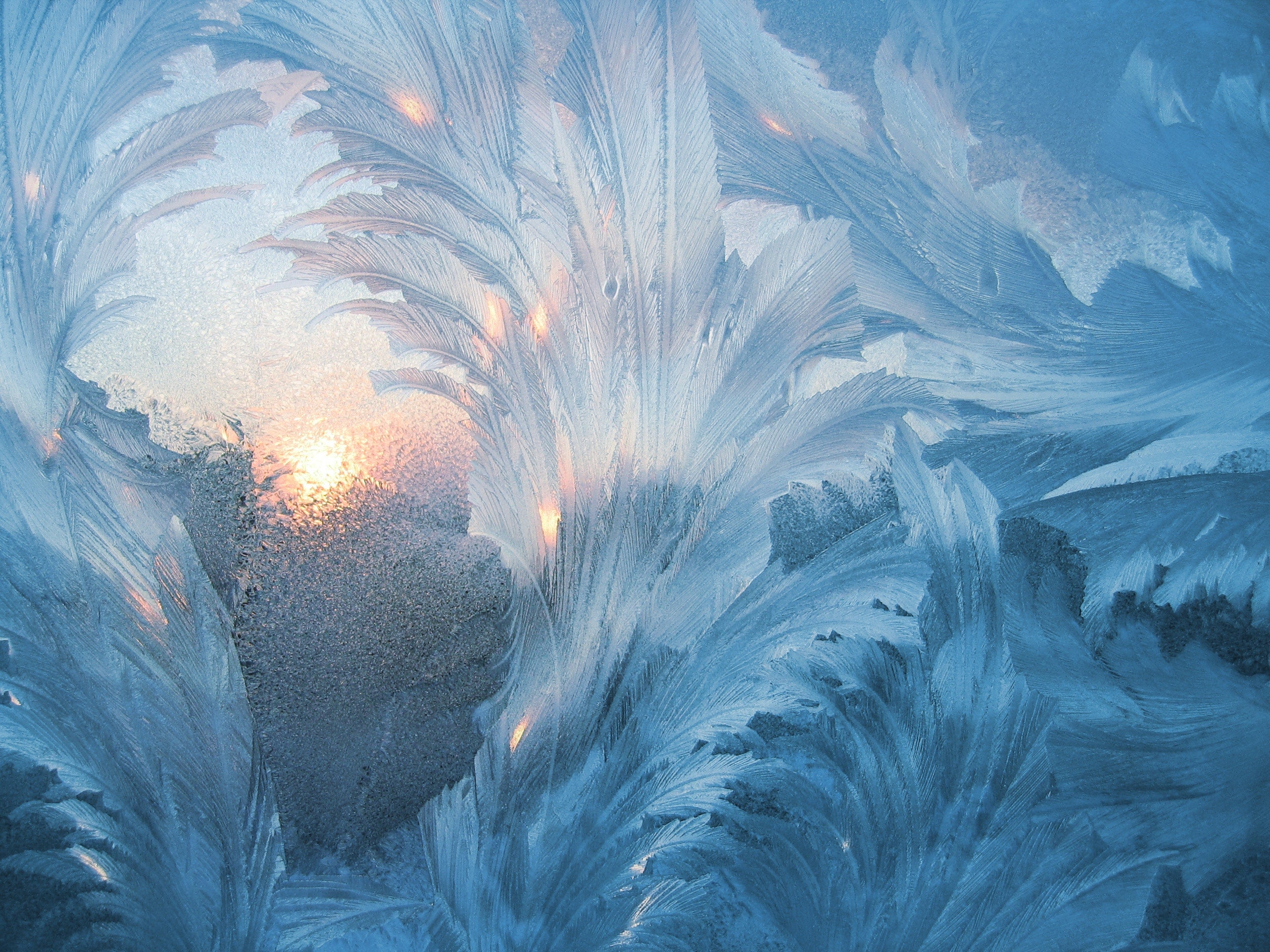 sunset covered with white leaves painting 