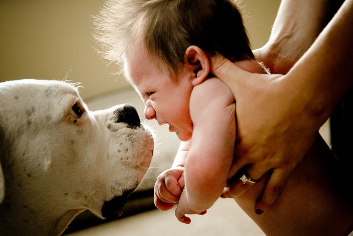 surprised baby and dog facing each other