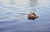 women float in lake with face-up