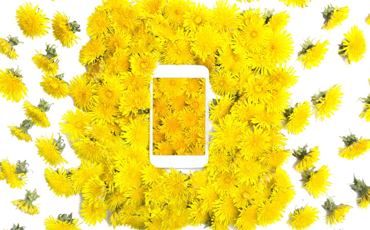 mobile phone with yellow flowers wallpaper surrounded by yellow dandelions flowers
