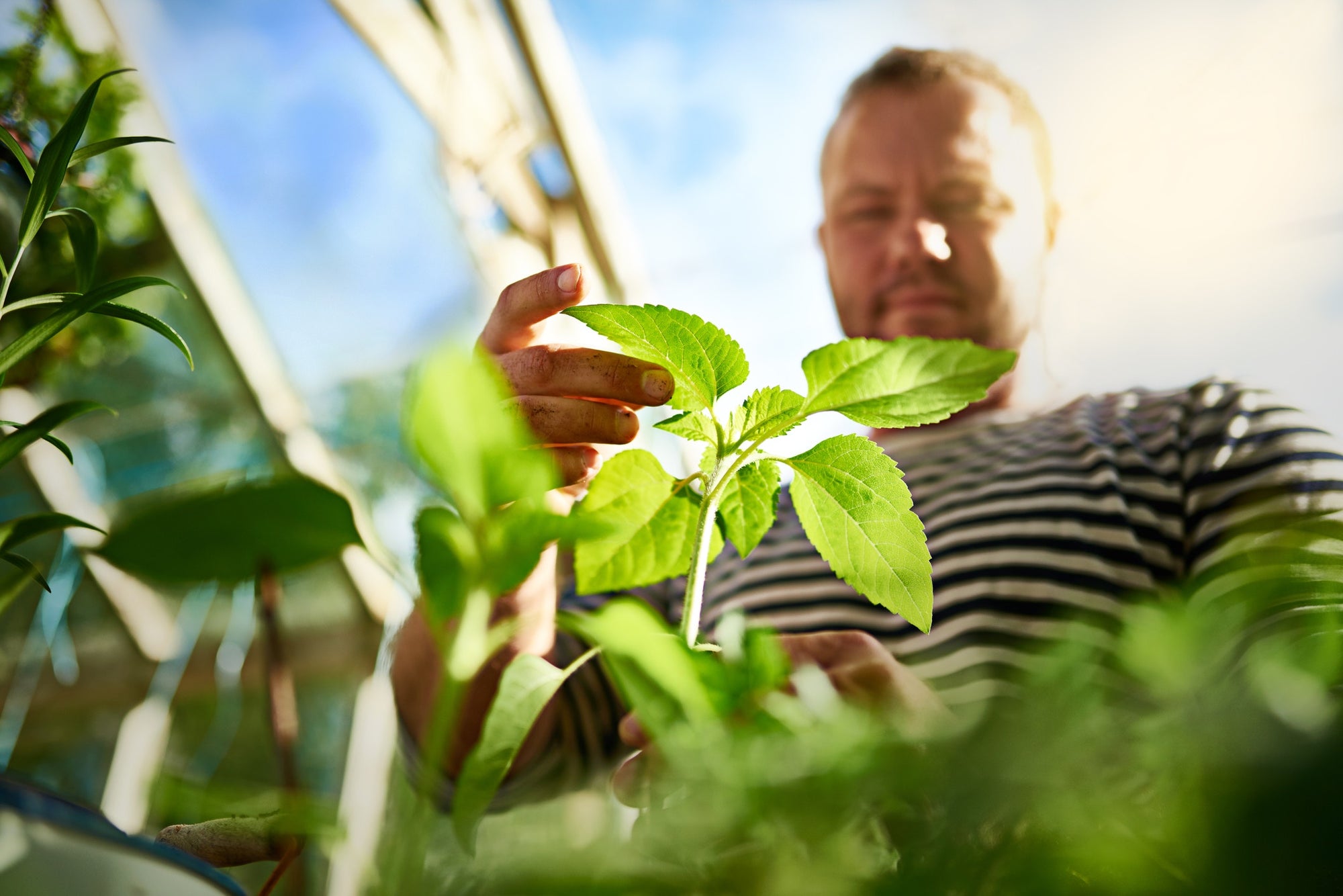 Young man touching leaf on plant on a summers day