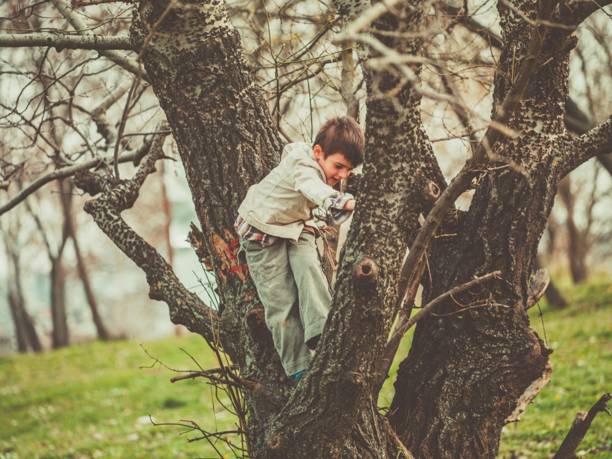 A boy is playing by climbing a tree