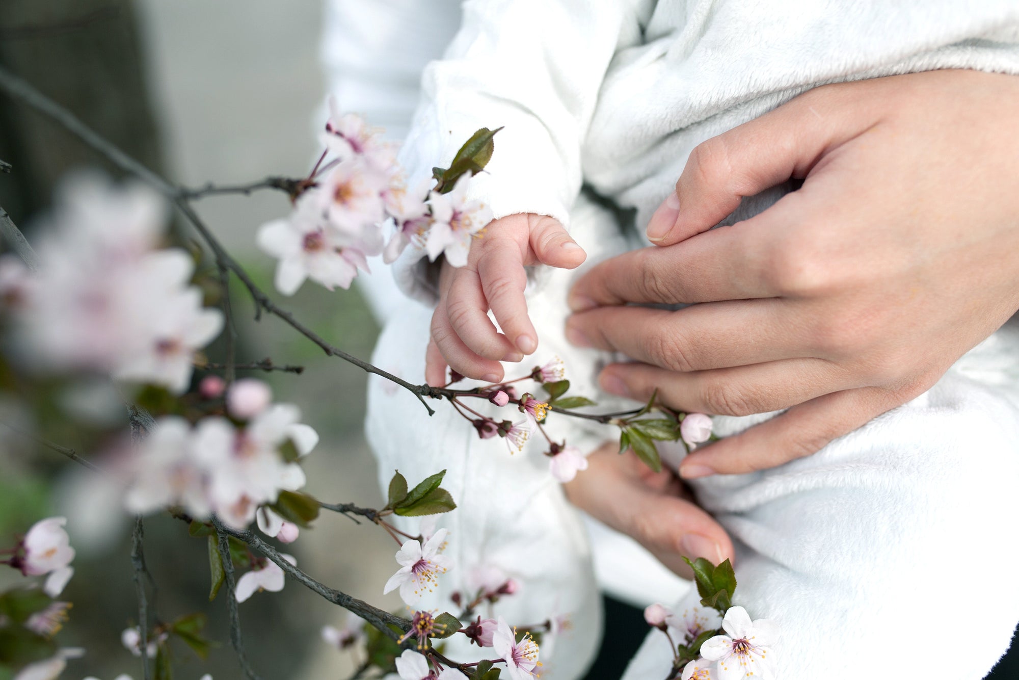 Baby touching flowers. children's hands closeup Mother hold child near cherry flowers