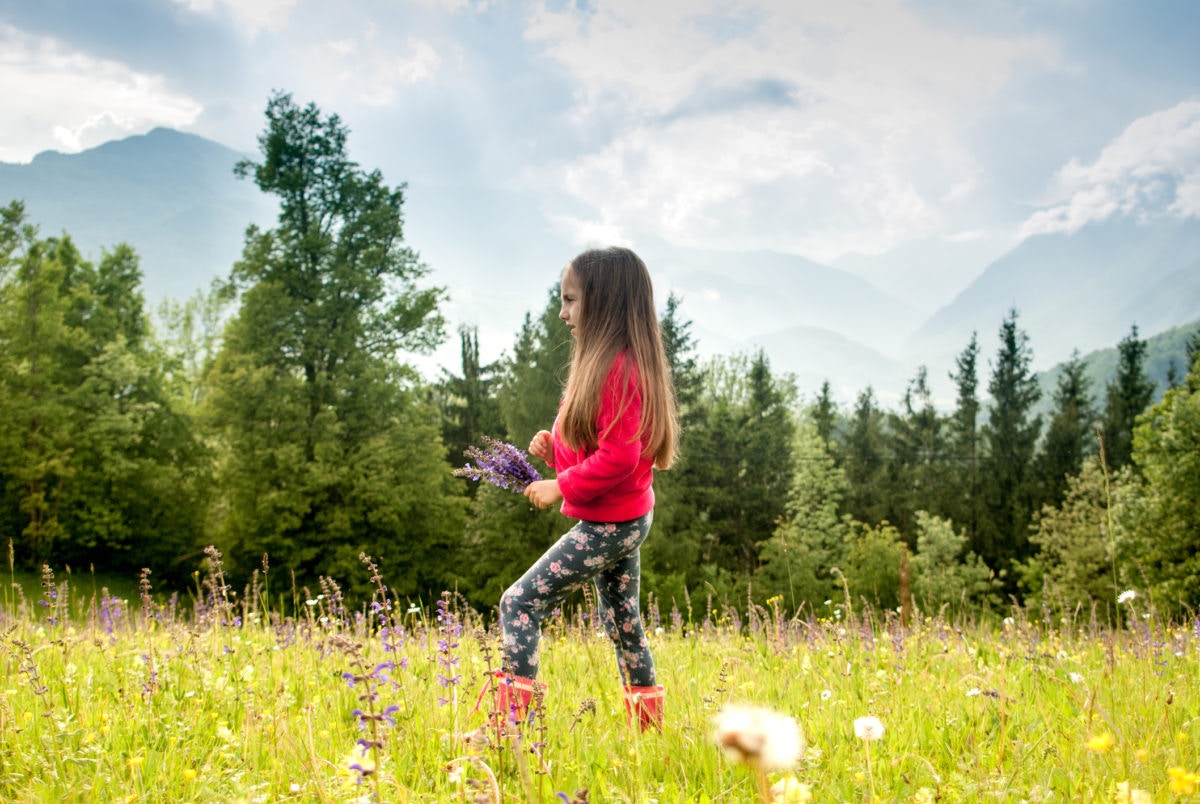 Little girl is walking along a blooming purple field  with a small bouquet 