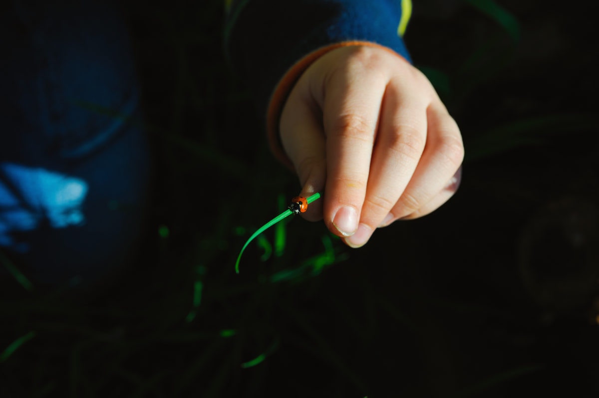 kid holding a leaf with red bug