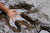 Hand touching rock in stream 