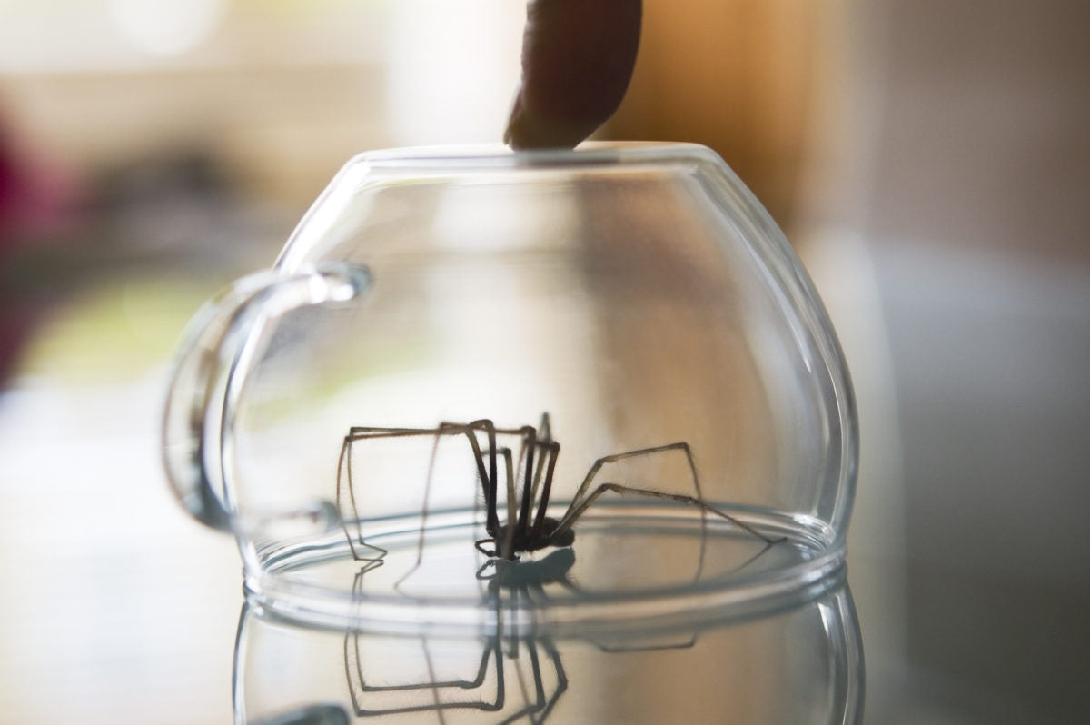 Spider inside cup