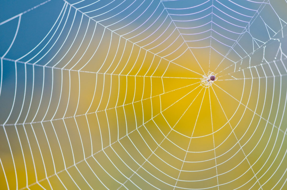 spider on a cobb web