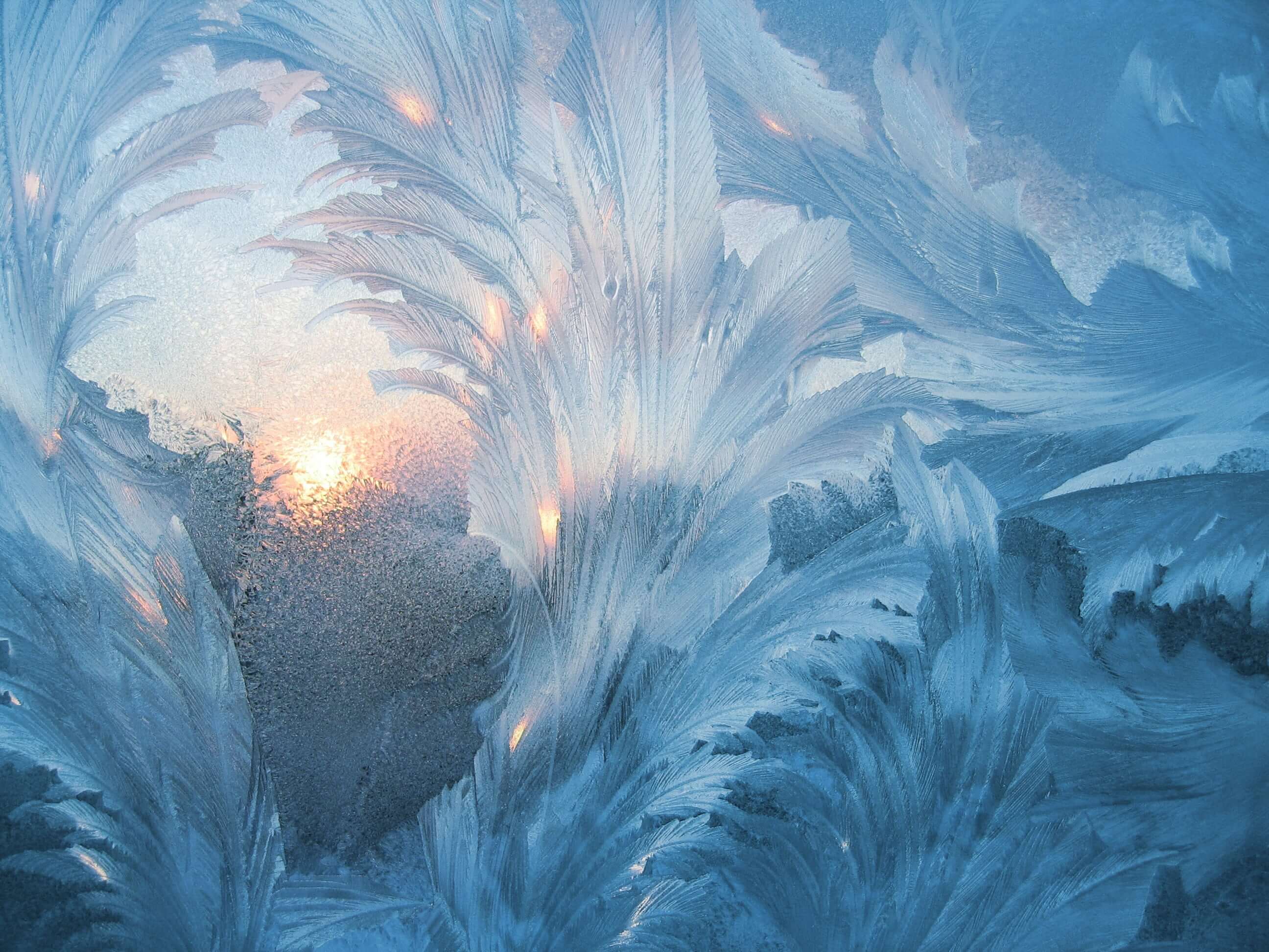 sunset covered with white leaves painting