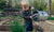 little boy watering plants in a garden 